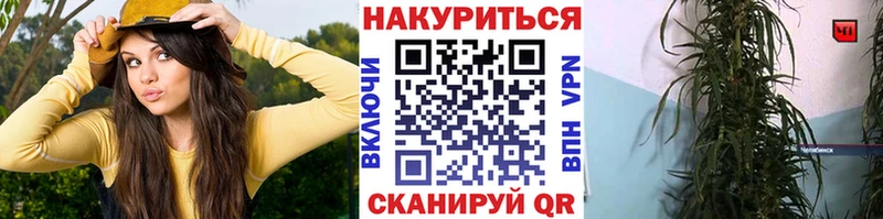 Каннабис OG Kush  Сураж 